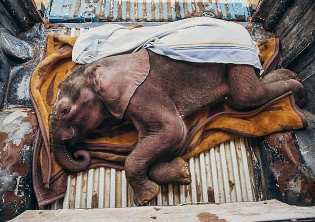 Фотографии National Geographic 2018 Натура, животные, природа