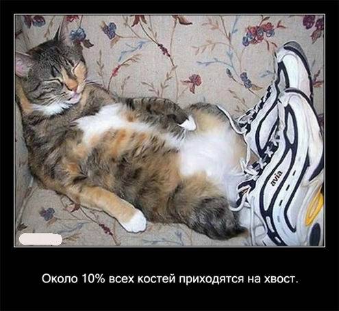 Интересные факты о кошках в картинках Интересные факты о кошках в картинках