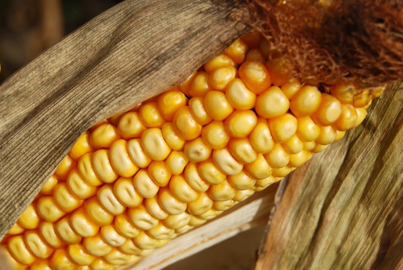 7 ГМО-продуктов, которые вынесут вам мозг 7 ГМО-продуктов, которые вынесут вам мозг гмо, продуктов питания