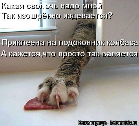 Котоматрица: Какая сволочь надо мной Так изощрённо издевается? Приклеена на подоконник колбаса, А кажется,что просто так валяется