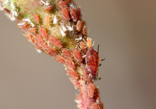 Розанная тля (Rose aphid)
