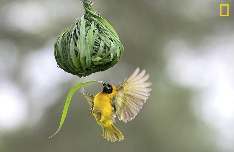 Фотоконкурс National Geographic "Фотограф года": лучшие в мире снимки живой природы National Geographic Nature, животные, звери, красота, птицы, творчество, фотографии, фотоконкурс