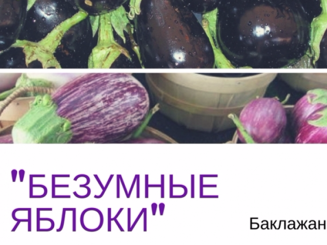 Этот безумный, безумный овощ или Зачем и как есть баклажаны Этот безумный, безумный овощ или Зачем и как есть баклажаны