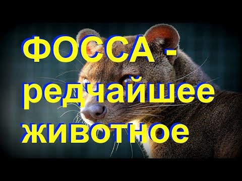 Фосса – редчайшее животное Фосса – редчайшее животное