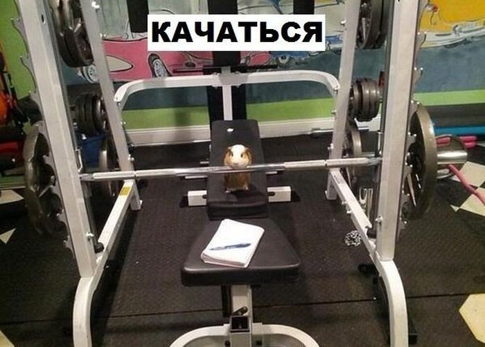 Морская свинка - не только милый, но и полезный домашний питомец