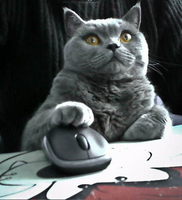 animals 110 � ��� ����������� ������