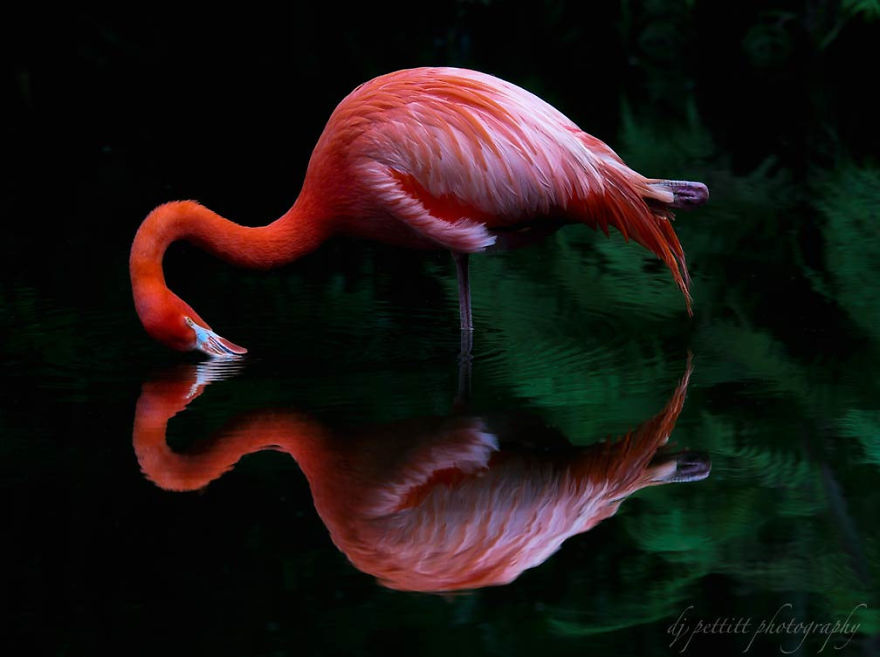 Фламинго — одни из самых древних видов птиц