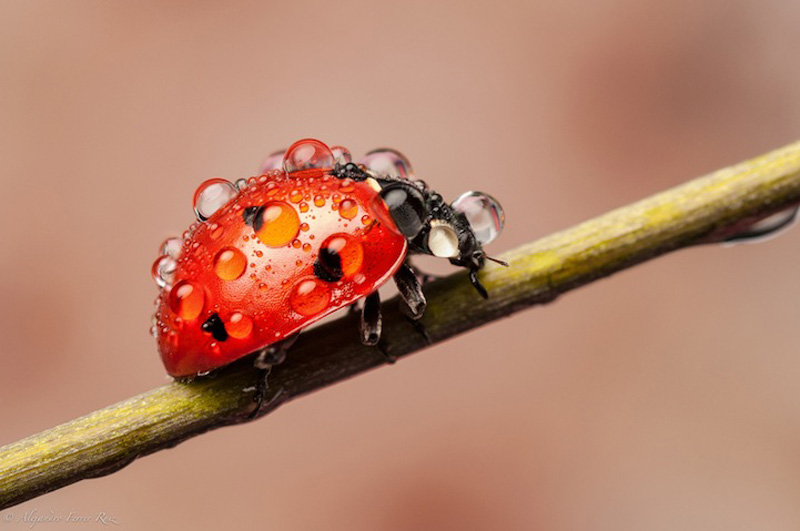 Ladybugs 1     