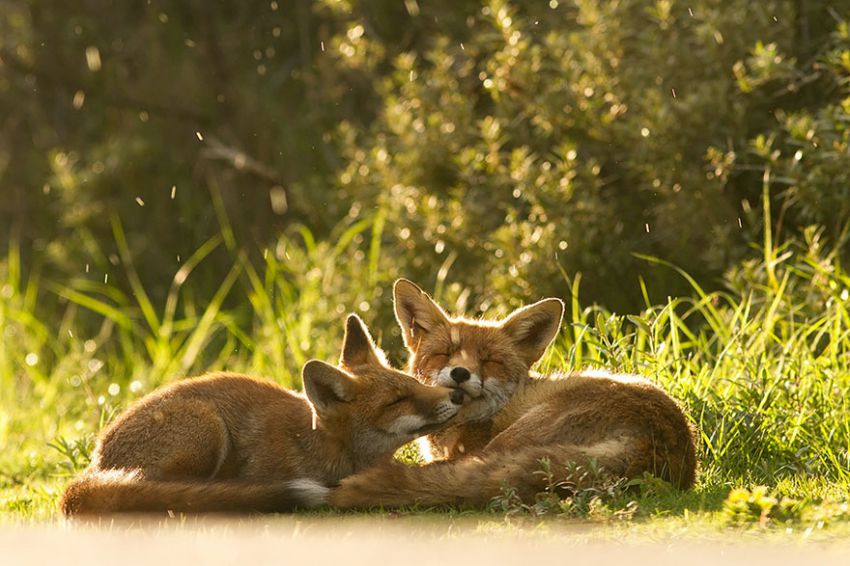 Лисы в дикой природе. Фотографии Roeselien Raimond фото, лисы, природа