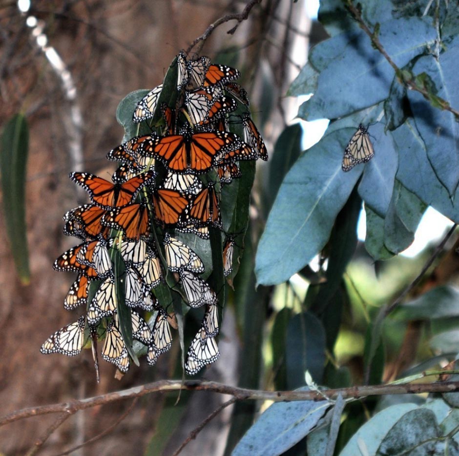 butterfly19 Миграция бабочек   монархов