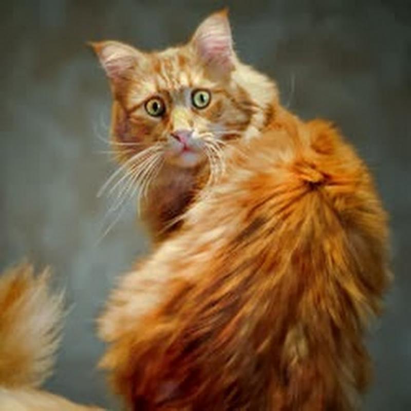 Про кота