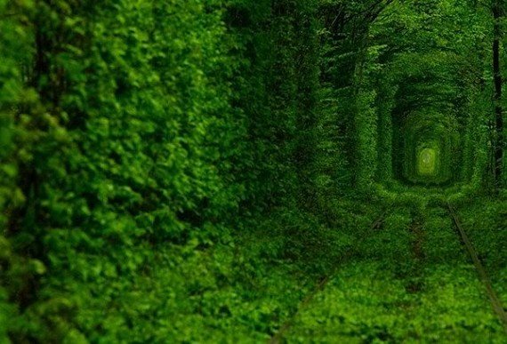 10 самых живописных тоннелей, образованных растениями