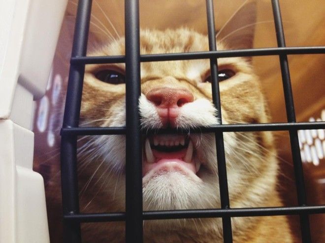 50 КОТИКОВ, КОТОРЫЕ ТОЛЬКО ЧТО ОСОЗНАЛИ, ЧТО ИХ ПРИВЕЛИ К ВЕТЕРИНАРУ 50 КОТИКОВ, КОТОРЫЕ ТОЛЬКО ЧТО ОСОЗНАЛИ, ЧТО ИХ ПРИВЕЛИ К ВЕТЕРИНАРУ