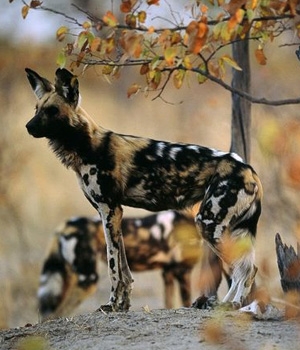 Гиеновидная собака (African Painted)