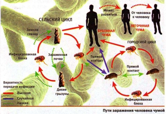 Убивающие хозяина паразиты биооружие древних?