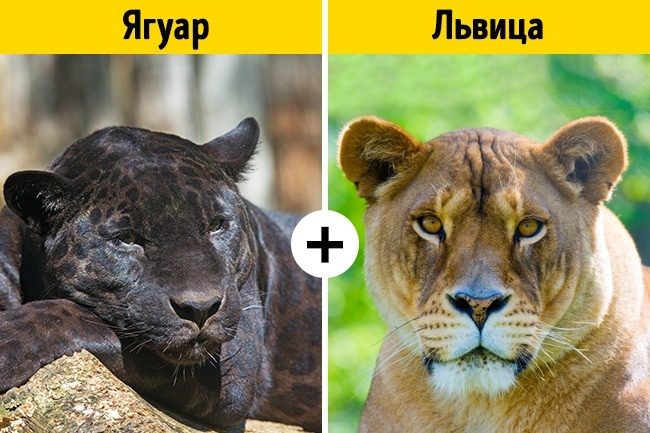 Помеси животных, о существовании которых вы не догадывались