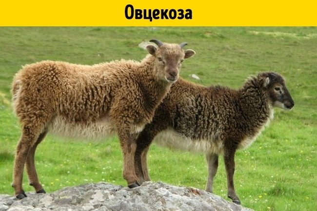 Помеси животных, о существовании которых вы не догадывались