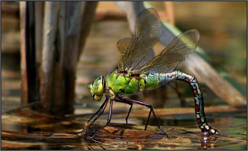 Великолепные моменты из мира животных (60 фото) Великолепные моменты из мира животных (60 фото)