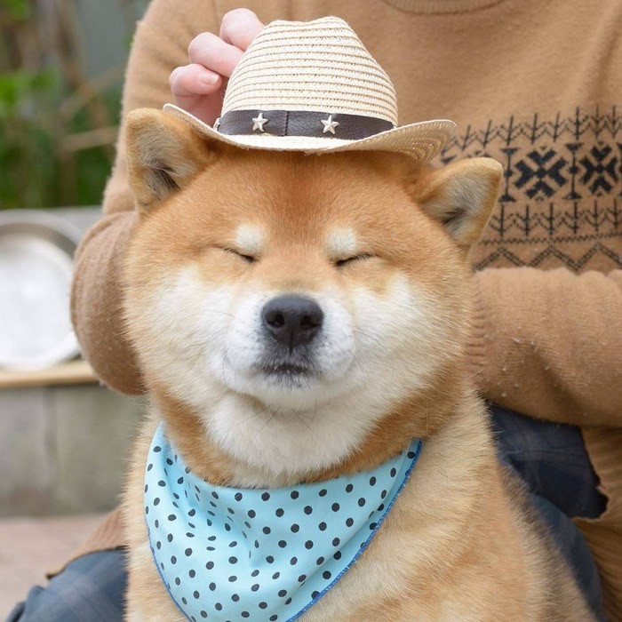 Знакомьтесь, Рюдзи, японский пес породы сиба-ину с самой выразительной мимикой Instagram, прикол
