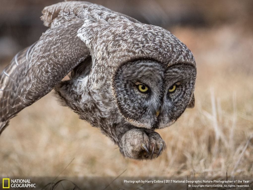 33 fotos, que a revista National Geographic chamou as melhores fotos de vida selvagem de 2017