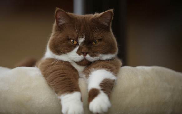Есть у меня кот Есть у меня кот