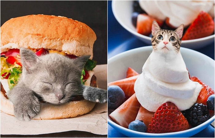 Проект «Коты в еде» (Cats in food) от блогера Ксении Змановской. Проект «Коты в еде» (Cats in food) от блогера Ксении Змановской.