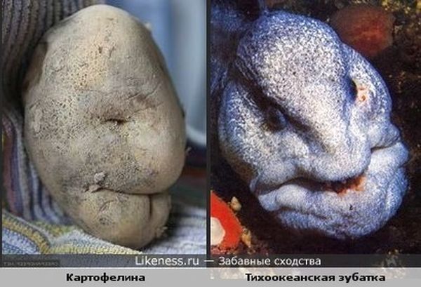 сходства, люди