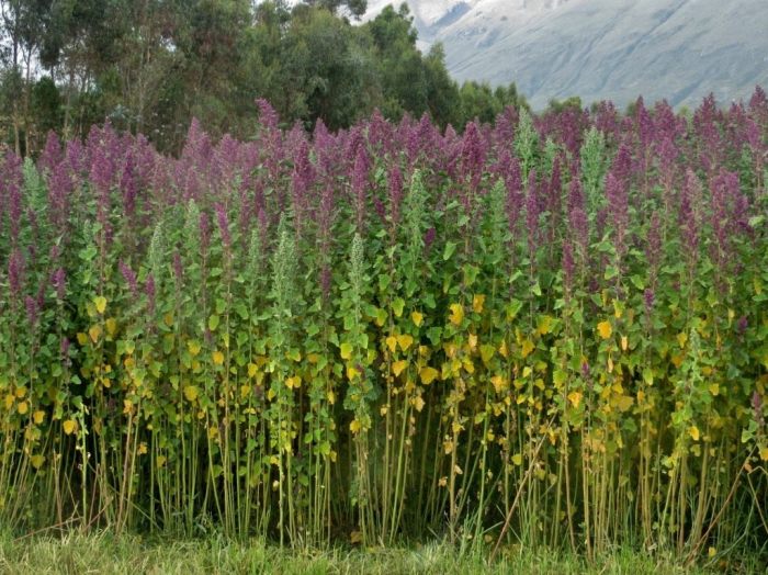 Плантация киноа. \ Фото: botanichka.ru. Плантация киноа. \ Фото: botanichka.ru.