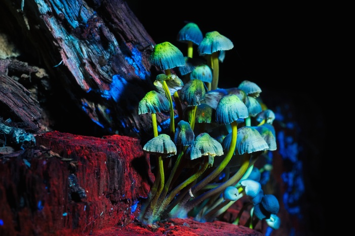Ночной лес в ультрафиолете Ультрафиолет, Лес, Фотография, Паук, Грибы, Длиннопост