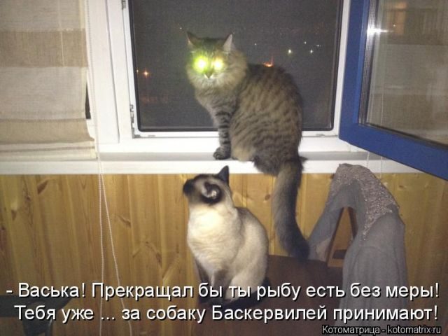 Смешные котоматрицы)) Смешные котоматрицы))