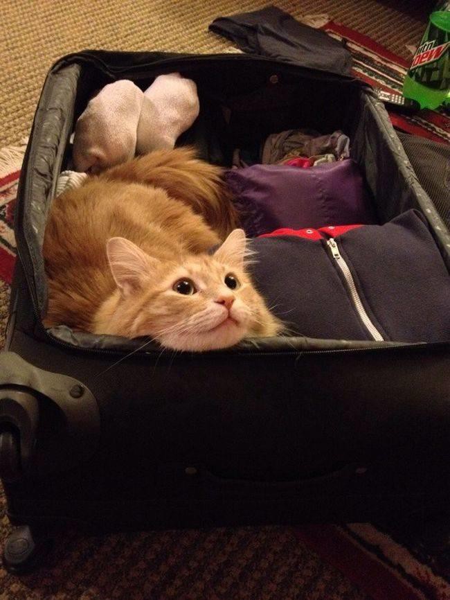 4. "Неужели ты собираешься уехать?" кот, отпуск, собака, чемодан