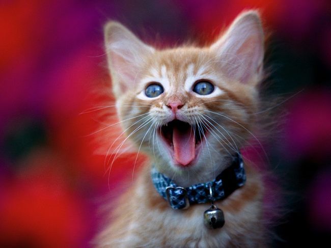 15 способов, которыми кот признается вам в любви Original
