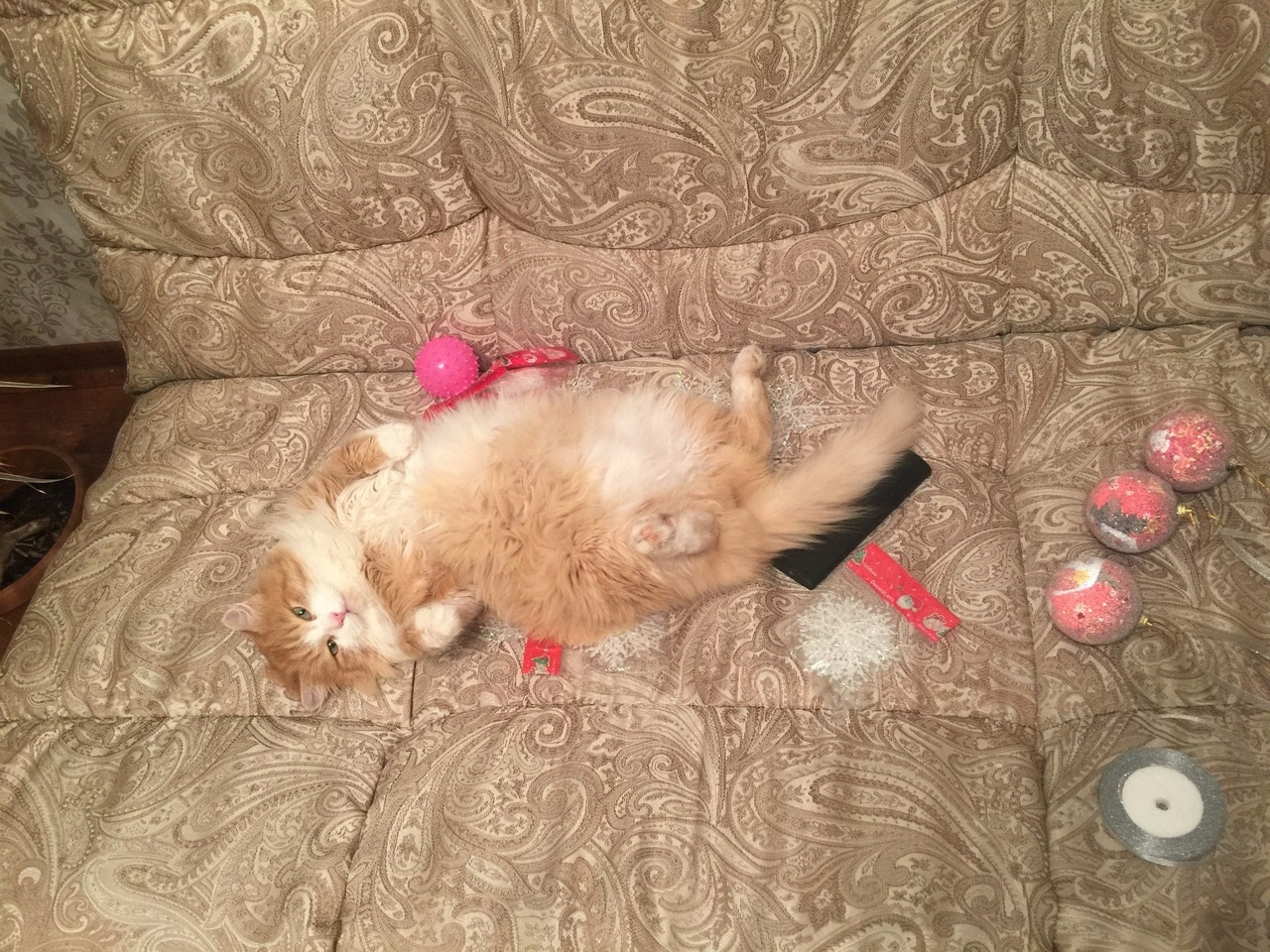 уличный кот стал домашним кот на диване
