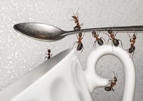 Как избавится от муравьев навсегда. Самые эффективные способы