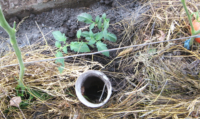 pravilnaja-posadka-pomidorov-tomatov-zimu-2 (670x400, 458Kb)