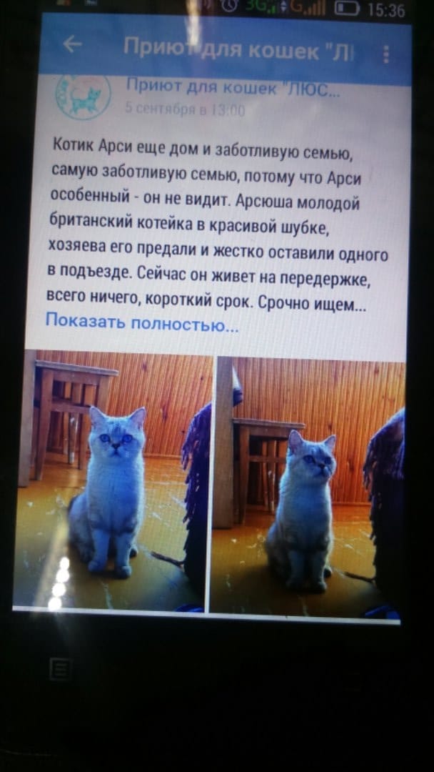 девушка помогла коту Злых котов не бывает! Девушка пожалела сердитого слепого МУРлыку, подарив ему дом и любовь