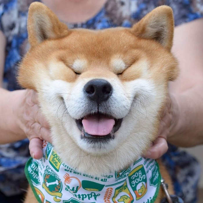 Знакомьтесь, Рюдзи, японский пес породы сиба-ину с самой выразительной мимикой Instagram, прикол