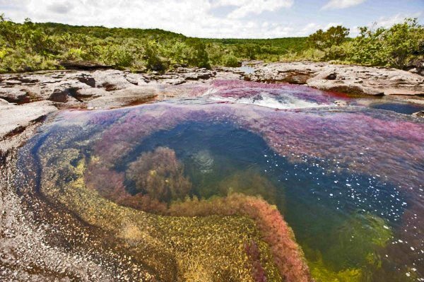 Радужная река в Колумбии (30 фото) Радужная река в Колумбии (30 фото)
