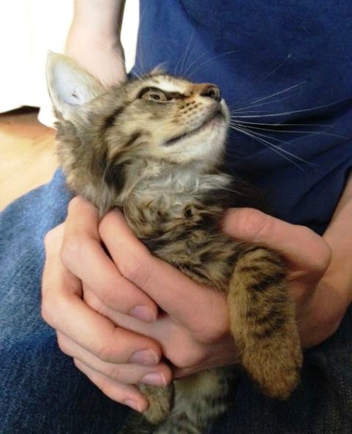 Кот принес домой котенка. Он решил, что эта кроха теперь будет жить с ними! Кот принес домой котенка. Он решил, что эта кроха теперь будет жить с ними!