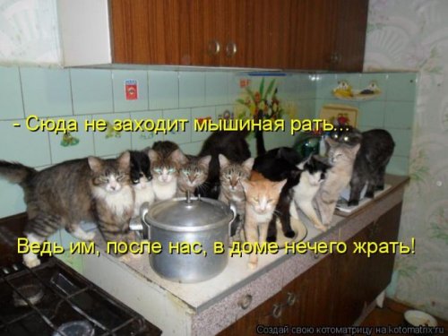 Милая котоматрица