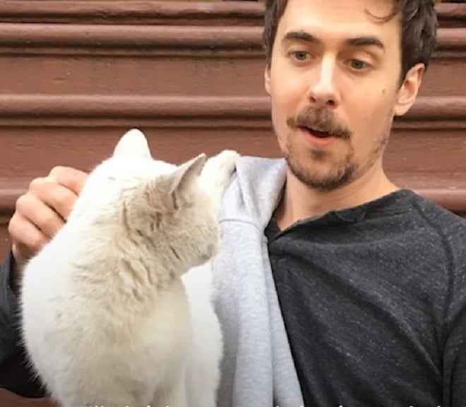Мужчина гладит кошку Мужчина и кошка