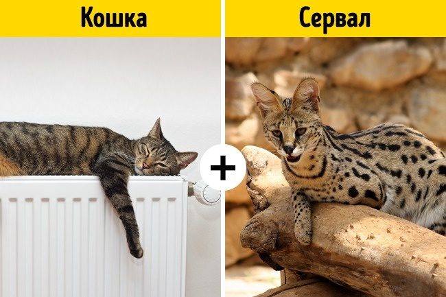 Помеси животных, о существовании которых вы не догадывались