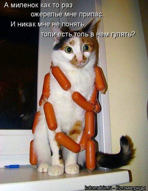 Котоматрицы, которые скрасят улыбкой ваш сегодняшний день!