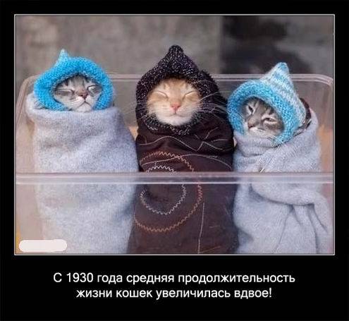 Интересные факты о кошках в картинках Интересные факты о кошках в картинках