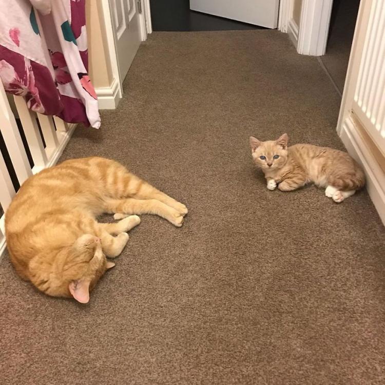 Котенок, который никогда не вырастет: малыш Манчи