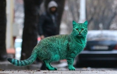 Интернет взбудоражил зеленый кот