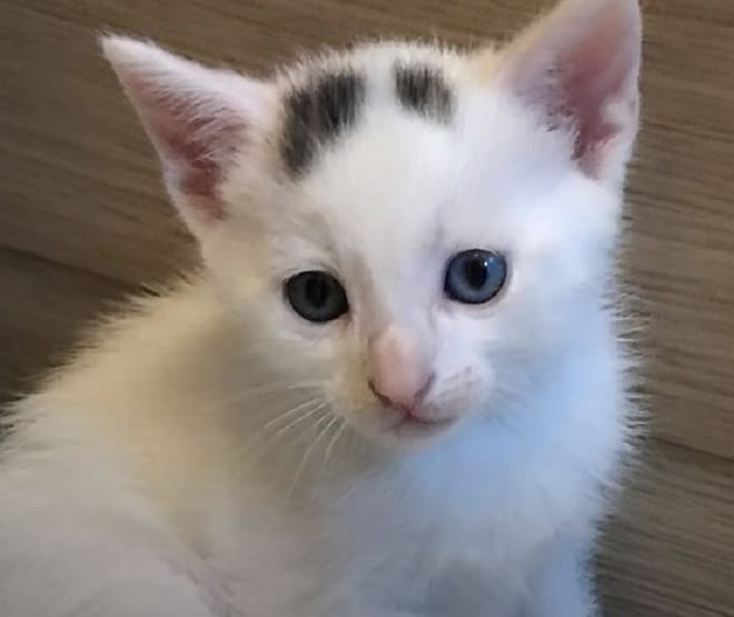 Котенок сидит Подросший котенок