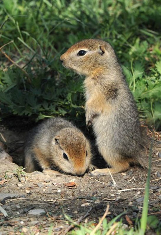 забавные фотографии животных