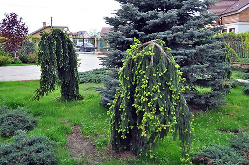 Лиственница пендула на штамбе в ландшафтном дизайне фото