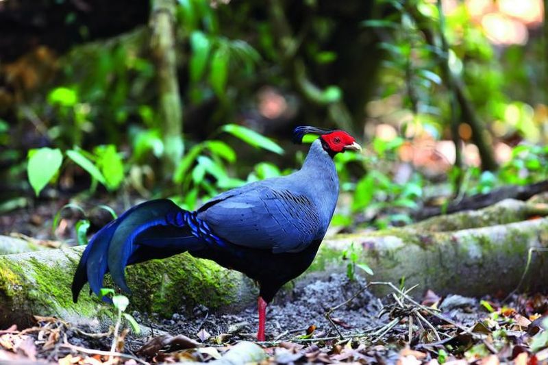 siamese fireback     Phu Khieo